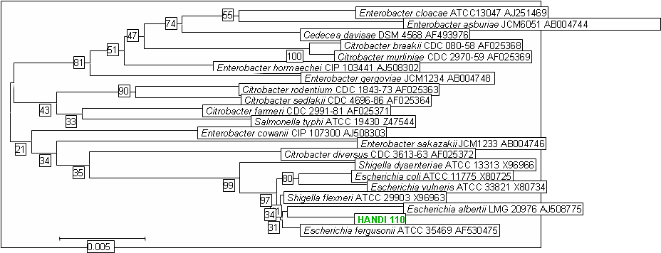 Phylogenetic tree constructed from a comparative analysis of 16S rRNA gene sequences of the strain HANDI 110 with other related species