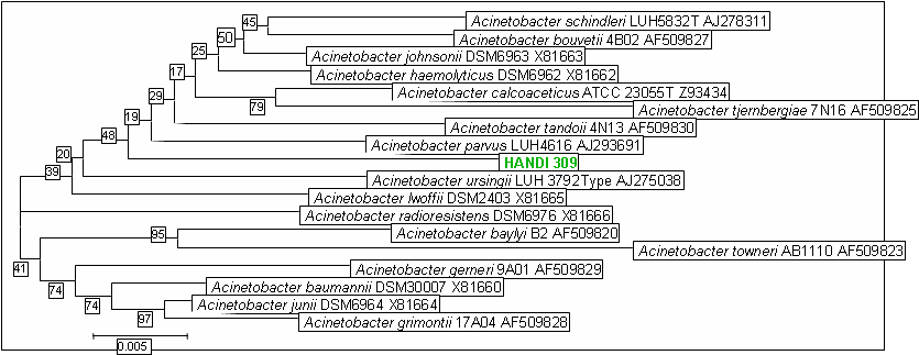 Phylogenetic tree constructed from a comparative analysis of 16S rRNA gene sequences of the strain HANDI 309 with other related specie