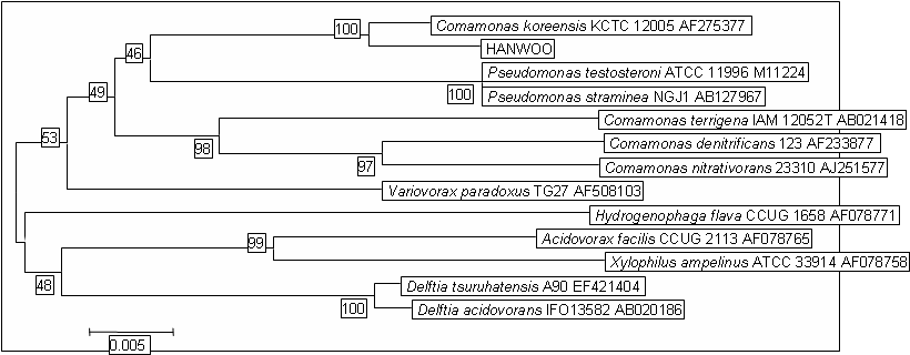 Phylogenetic tree constructed from a comparative analysis of 16S rRNA gene sequences of the strain HANWOO with other related species