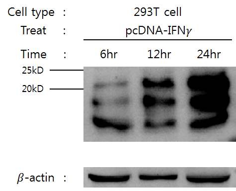 293T 세포에서 chicken IFN-γ에 대한 Western blot 결과.