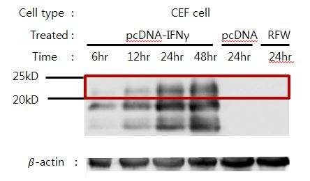 CEF 세포에서 chicken IFN-γ에 대한 Western blot 결과