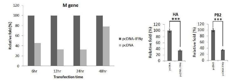 조류인플루엔자 감염 후 CEF 세포에서 Transfection 시간에 따른 바이러스 M, HA, PB2 유전자 양 비교.