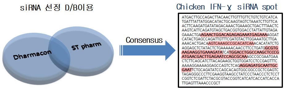 Chicken IFN-γ 발현 저해 siRNA 제작