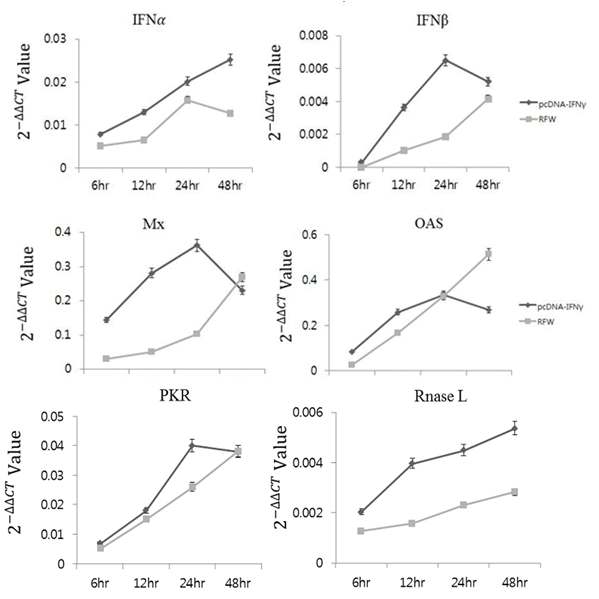 pcDNA-IFNγ transfection 시간에 따른 chicken IFN-, IFN-, Mx, OAS, PKR, RnaseL의 mRNA양 비교.