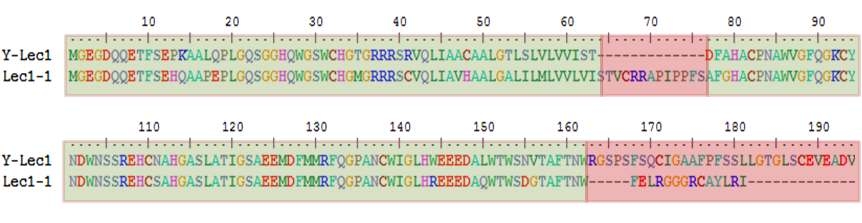 C-type lectin(AJ77927.2)과 Y-lectin-1a의 아미노산 서열 비교.