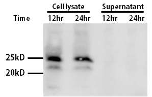 DF-1 세포에서 Y-lectin-1a에 대한 Western blot 결과.