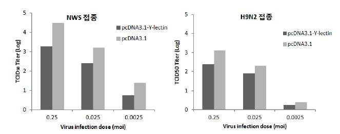 Y-lectin-1a 발현 DF-1 세포의 조류인플루엔자 감염 후 MDCK 세포를 이용한 titer (TCID50) 측정.