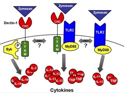 Lectin으로 인한 cytokine의 signaling