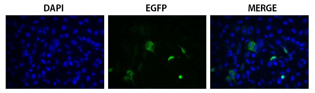 Immunofluorescense assay를 이용한 pcOAS-A 발현 확인.