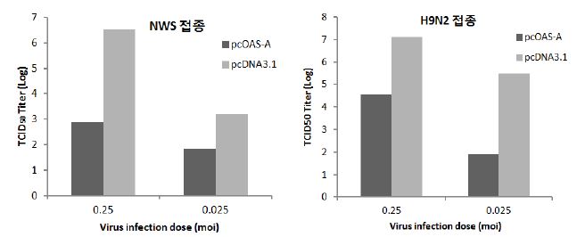 pcOAS-A 발현 CEF 세포의 조류인플루엔자 감염 후 MDCK 세포를 이용한 titer(TCID50) 측정