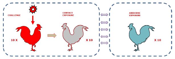 저병원성 조류인플루엔자 공기전파 시험 모식도