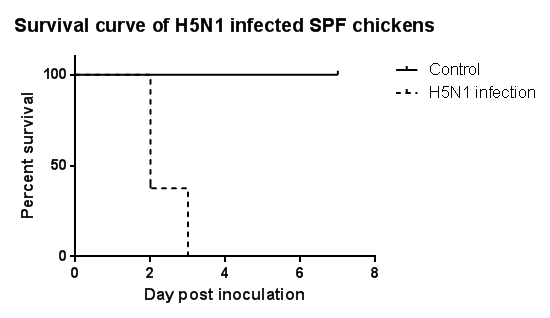 SPF 닭의 생존 그래프