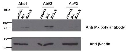 Detection of MX and N631S protein expression in HEK293T cells transfected with pc-Mx and pcN631S at 48 hours after transfection. Primary antibody was three kinds of peptide polyclonal anti MX (diluted 1:5,000) and MAb anti beta-actin (diluted 1:5,000). Expected size of MX and N631S is 82.8 kDa. Expected size of Beta actin is 42 kDa. Anti MX peptide polyclonal antibody #2 shows most efficient detection efficiency