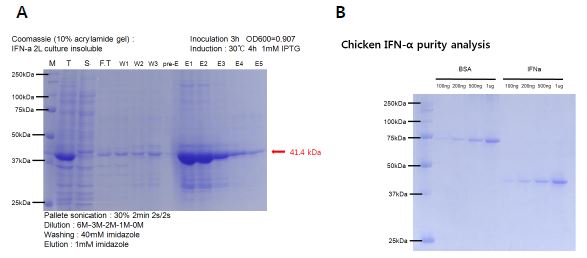 Chicken IFN-α expression and purification.