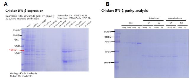 Chicken IFN-β expression and purification.