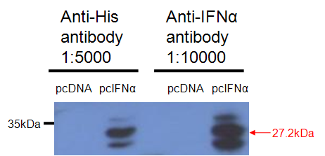 Rabbit anti-chIFN-α polyclonal antibody