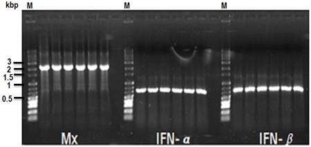 PCR product using each pET vector(product size; Mx:2.1kbp, IFN-α:780bp, IFN-β:810bp).