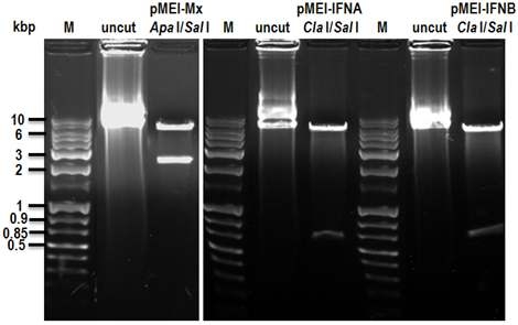 Recombinant retro viral vector construction of chicken Mx, IFN-a/b and pMEI-5 Neo vector. M; G&P 1kb plus DNA ladder marker, pMEI-Mx, pMEI-IFN-a/b : vector(5.8kbp) and insert(Mx: 2.1kbp, IFN-α:780bp, IFN-β:810bp).