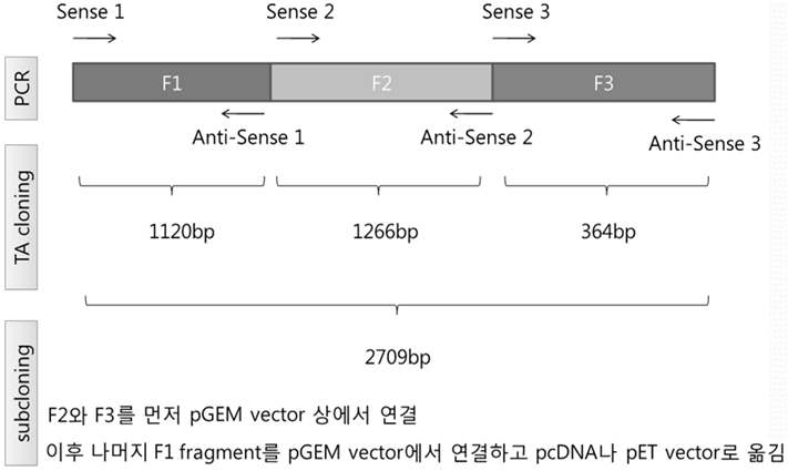 TLR 3 gene recombinant expression vector