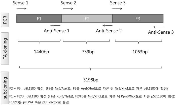 TLR 7 gene recombinant expression vector