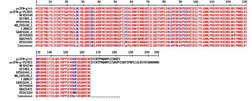 mRNA sequence in IFN-γgene