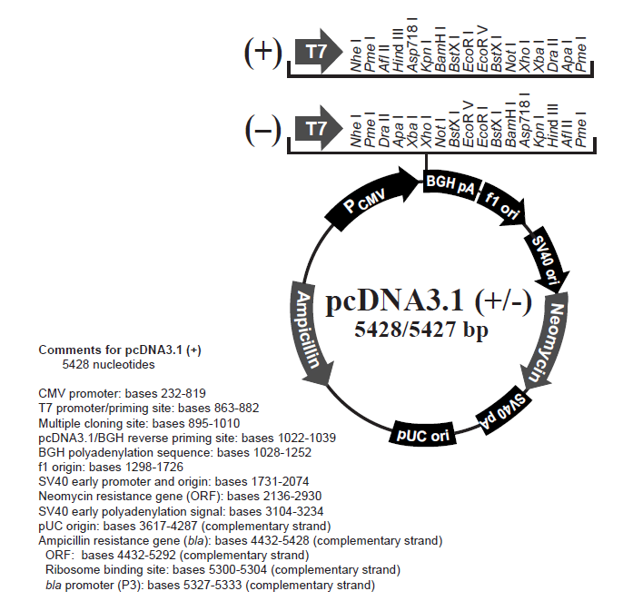 IFN-γgene expression vector.