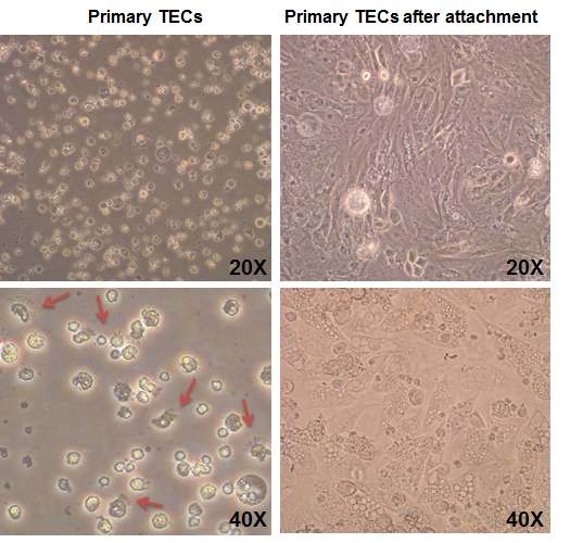 Morphologies of primary TECs. The floating primary TECs were observed after primary TECs were isolated from tracheal epithelial layers of 20-day-old chicks(left) and the TECs were observed after cell attachment(right).