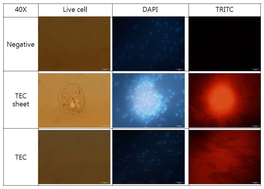 Cytokeratin staining of TECs.