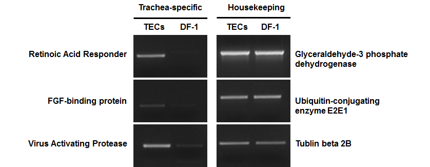 Gene expression pattern of primary TECs and DF-1. Expression patterns of trachea-specific marker genes and house keeping genes were compared between TECs and DF-1 by RT-PCR