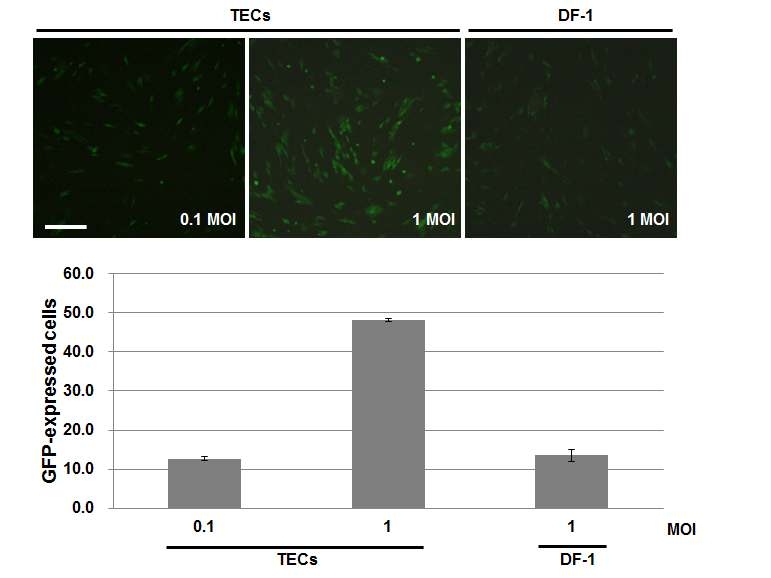 ND virus Infection for TECs and DF-1. TECs and DF-1 were incubated with ND virus(rNDV-GFP strain) and the GFP-expressed cells were detected by fluorescent microscopy and quantified by flow cytometry. Scale bar indicates 50㎛