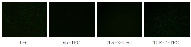 Infection of TEC with ND-GFP virus