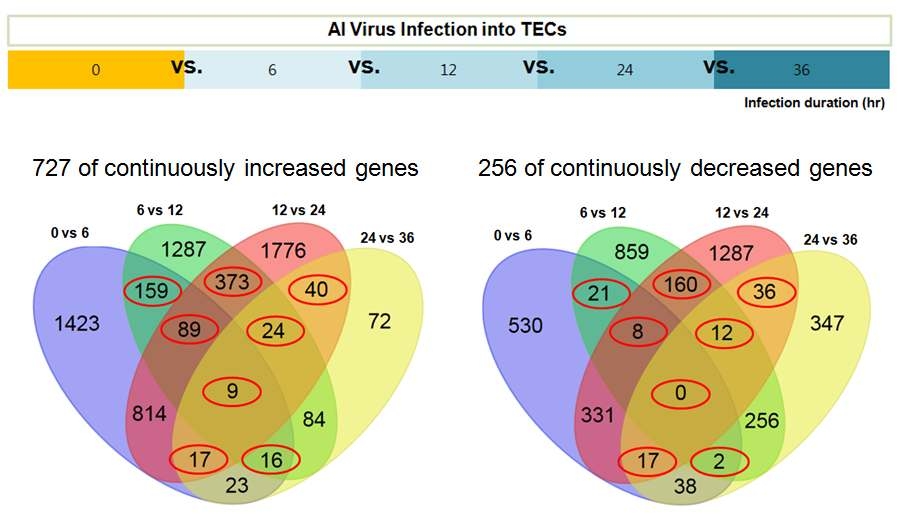 DEG analysis according to time-course after AI virus infection