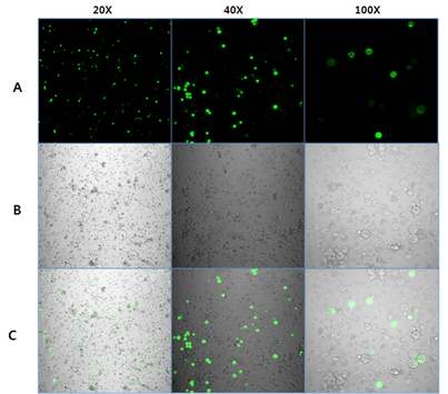 GFP 형광 닭의 골수로부터 Mesenchymal stem cells의 분리
