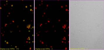 36주령의 레그혼 수컷의 골수유래 mononuclear cell의 Oct4 면역염색 Red; nuclear, Green; Oct4 x100