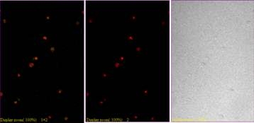 36주령의 레그혼 숫컷의 골수유래 mononuclear cell의 Sox2 면역염색 Red; nuclear, Green; Sox2 x100