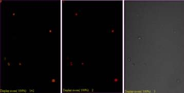 36주령의 레그혼 수컷의 골수유래 mononuclear cell의 Nanog 면역염색 Red; nuclear, Green; Nanog x100.
