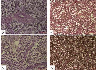 약물 처리를 하지 않은 36주령의 레그혼 수컷의 정소의 H 횡단면, B, B' ; 종단면, Red bar means 100 μm.