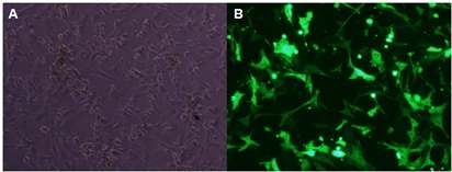 Amaxa VCA-1003 tranfection 다음 72시간 배양후의 FACS 결과, A: eGFP 무처리 FACS 세포군, B: eGFP transfection 후 FACS 세포군