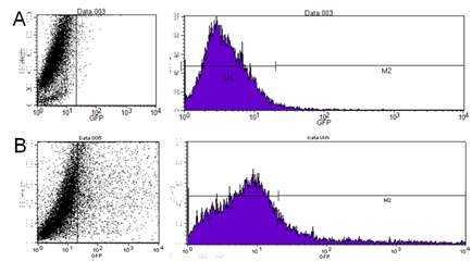 정원줄기세포에서 Transfection 후 발현하는 eGFP