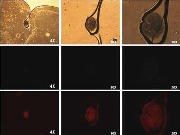 Negative control images of spermatogonial stem cells in chicken.