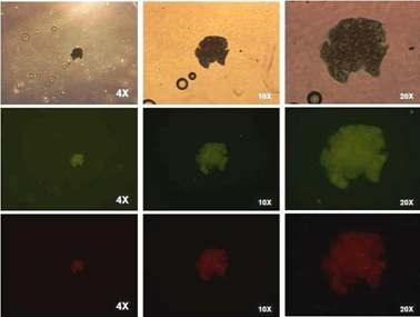 Oct-4 expression in spermatogonial stem cells in chicken.