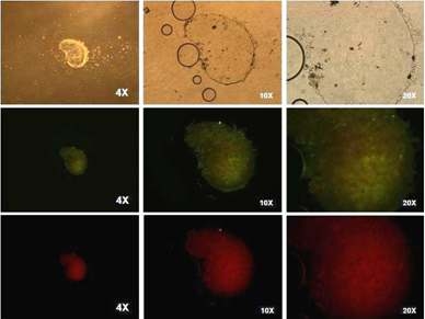 Sox2 expression in spermatogonial stem cells in chicken