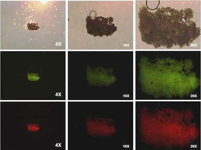 SSEA-1 expression in spermatogonial stem cells in chicken.