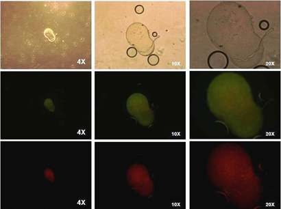 SSEA-4 expression in spermatogonial stem cells in chicken