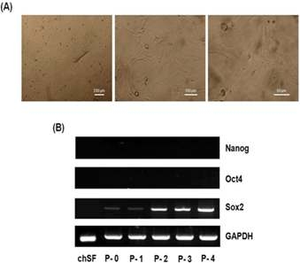 닭 골수 유래 세포의 형태 및 만능성유전자 발현. (A) 배양중인 chBMCs. (B) chBMCs의 만능성유전자 발현 A; image magnification at ×40, ×100, ×200.