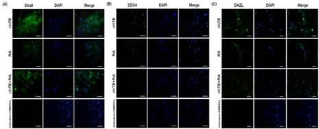 성세포 분화유도후 단백질 발현 확인. (A-C) Immunocytochemical analysis of differentiated chBMCs for 120 h. Specific antibodies against Stra8, DDX4, DAZl were used (green). Nuclei are shown in blue, DAPI staining. A, B, C; scale bars are 50 μm.