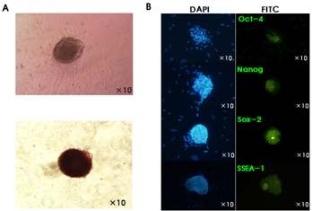 닭 정원줄기세포 특성. (A) Alkaline phosphatase staining (B) Expression of Pluripotent markers in chicken SSCs.