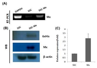 닭 정원줄기세포의 Mx발현. Establishment of chMx over-expressing cell lines and confirmation. Transcripts and protein expression were confirmed by RT-PCR and Western blot analysis, respectively. Samples were normalized by β-actin in Western blot(WB) and glyeraldehyde-3-phosphate dehydrogenase(GAPDH) in RT-PCR. Real-time RT-PCR was performed of determining of relative expression level of Mx mRNA. WB-His-tagged chMx size :82.8kDa and β-actin size : 43 kDa.