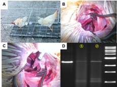 닭 정원줄기세포이식의 고환내 이식과 정액내 Mx 발현 확인.