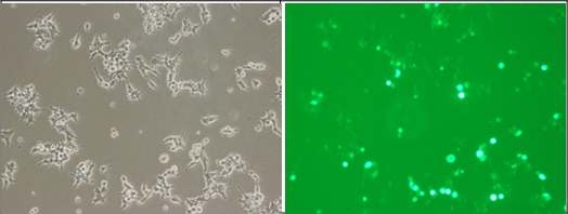 Lenti-TLR-7벡터 GFP 발현 모습